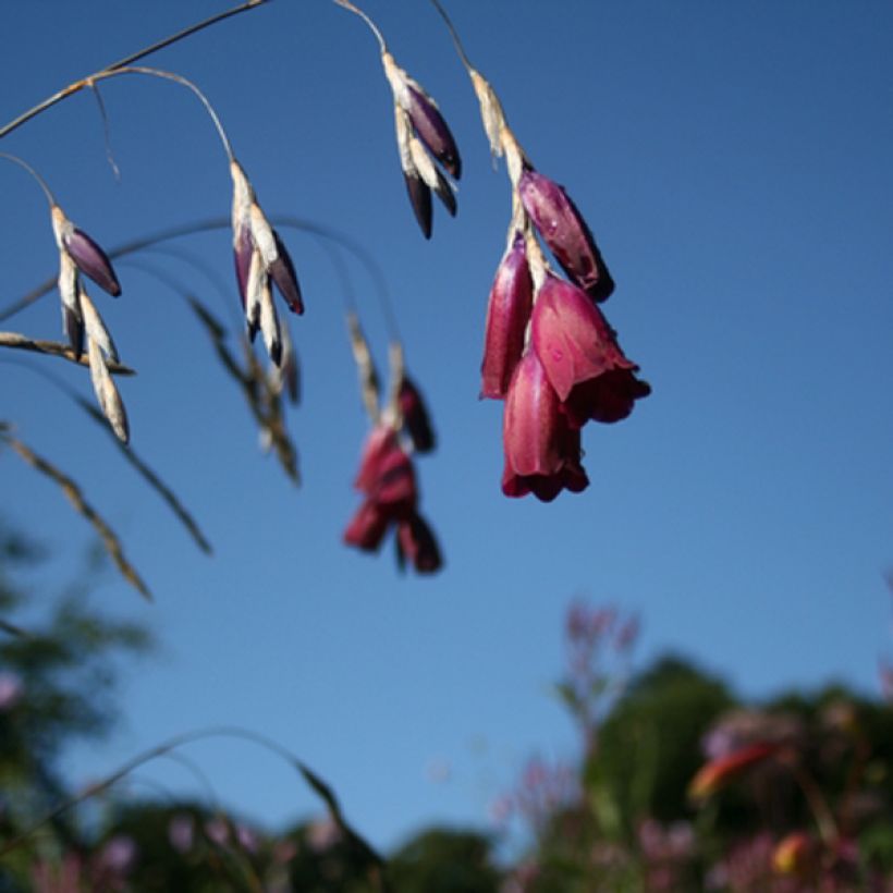 Canne à pêche des anges - Dierama Blackberry Bells (Flowering)