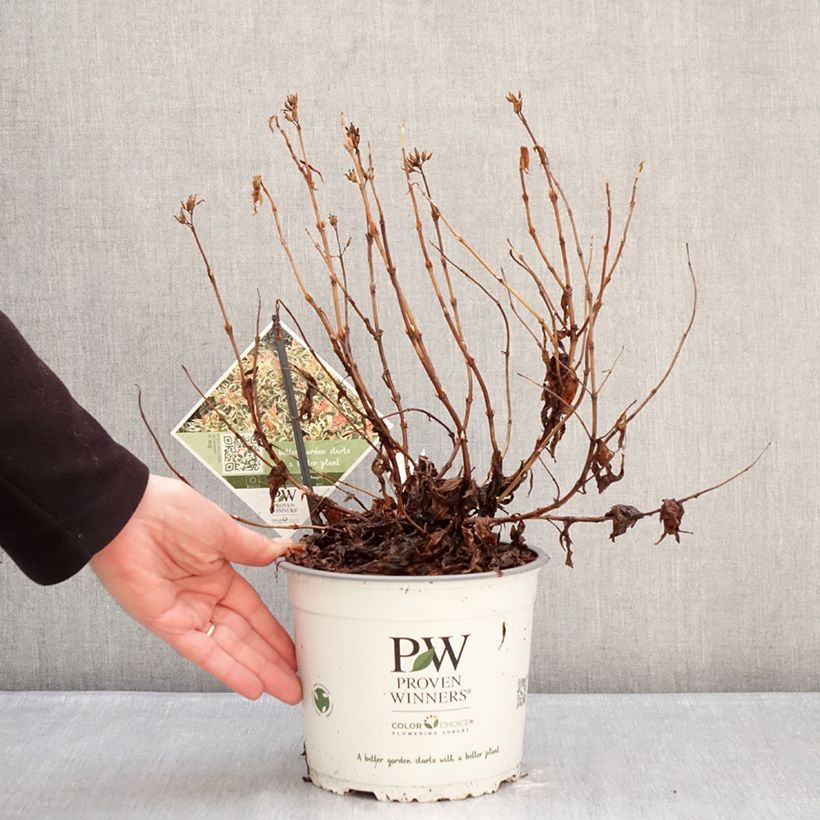 Example of Diervilla Kodiak Mixx Pot de 3L/4L as you get in hiver