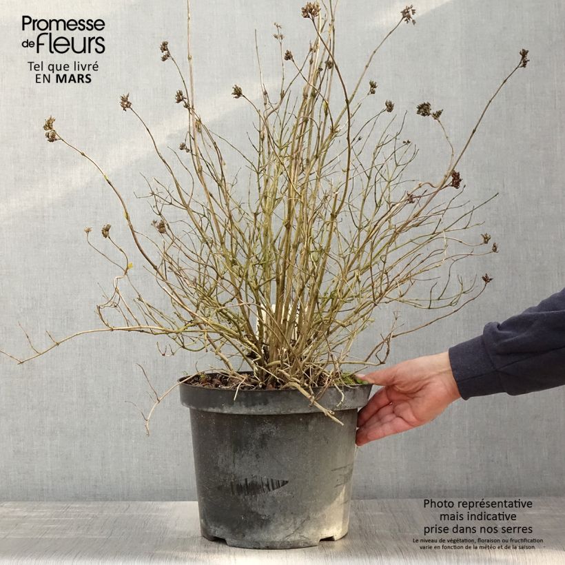 Example of Diervilla rivularis Honeybee Pot de 7,5L/10L as you get in printemps