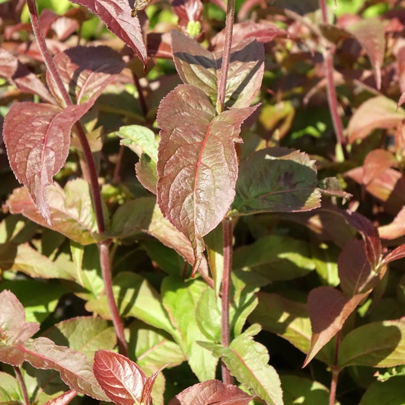 Diervilla rivularis Troja Black - Diervillée (Feuillage)