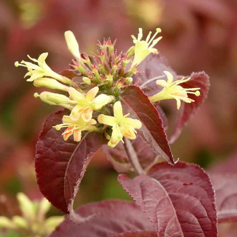 Diervilla rivularis Troja Black - Diervillée (Floraison)