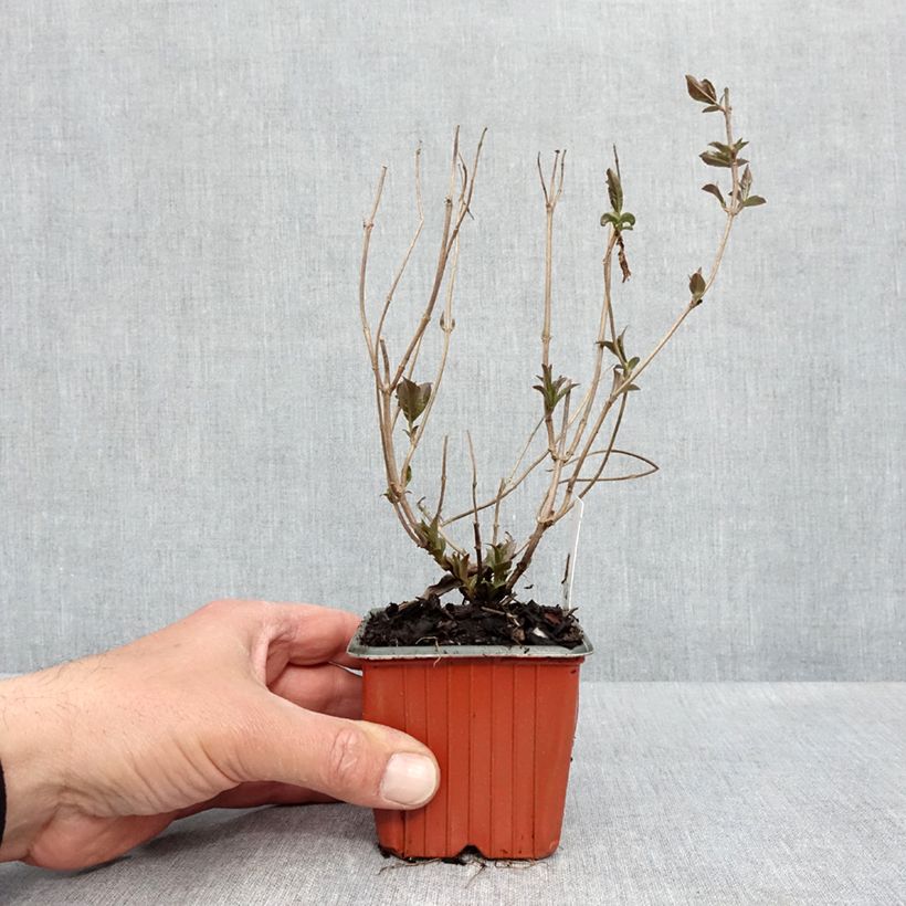 Spécimen de Diervilla rivularis Troja Black - Diervillée Godet de 8/9 cm tel que livré au printemps