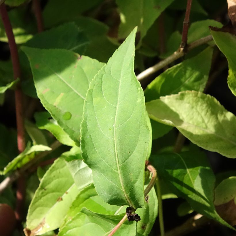 Diervilla splendens Honey Surprise - Diervillée (Foliage)