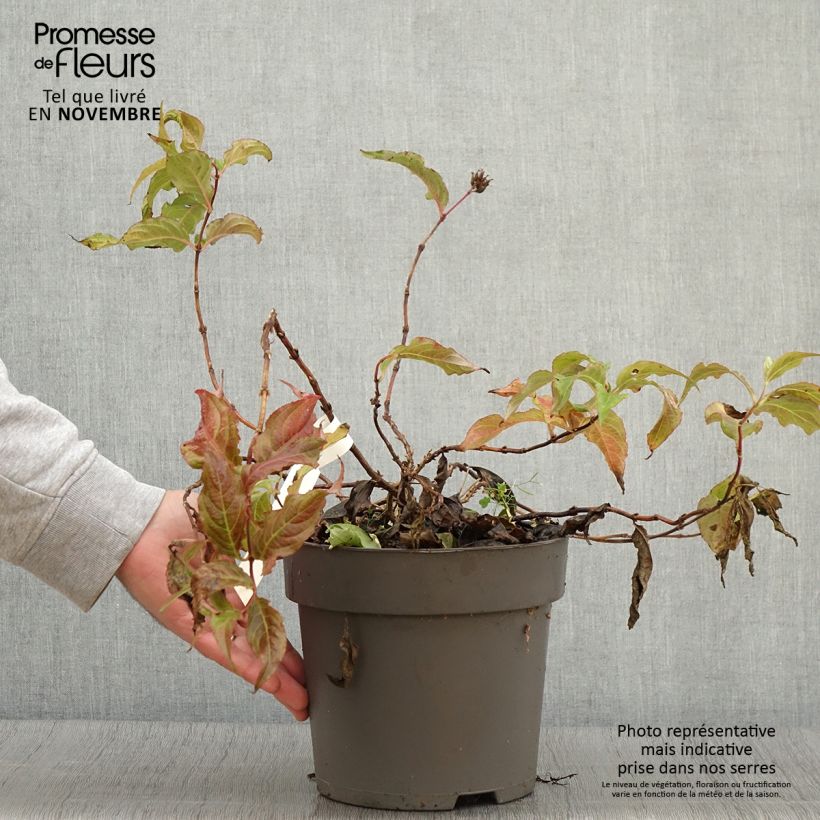 Spécimen de Diervilla splendens Honey Surprise - Diervillée Pot de 4L/5L tel que livré en automne