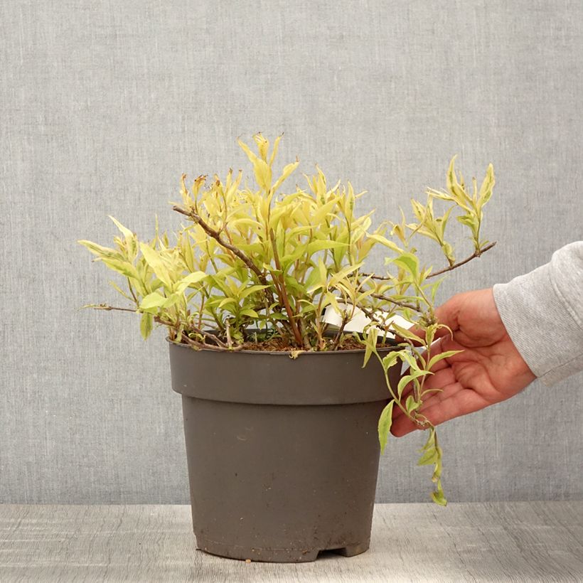 Example of Diervilla splendens Honey Surprise - Diervillée Pot de 4L/5L as you get in printemps