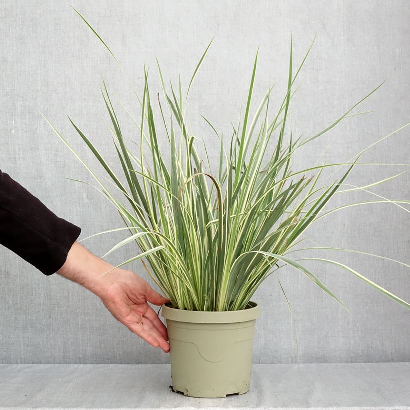 Spécimen de Dietes bicolor Milky Way - Iris espagnol Pot de 3L/4L tel que livré en automne