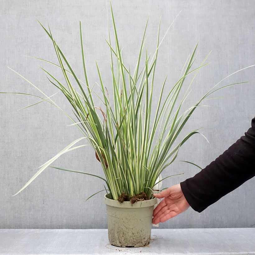 Spécimen de Dietes bicolor Milky Way - Iris espagnol Pot de 3L/4L tel que livré en hiver