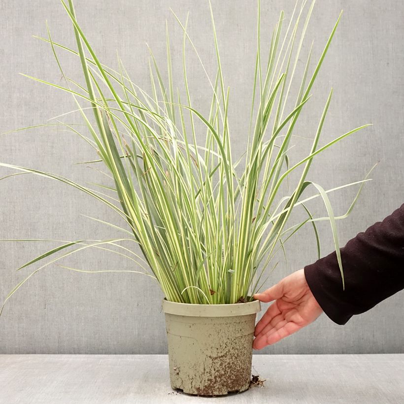 Spécimen de Dietes bicolor Milky Way - Iris espagnol Pot de 3L/4L tel que livré au printemps