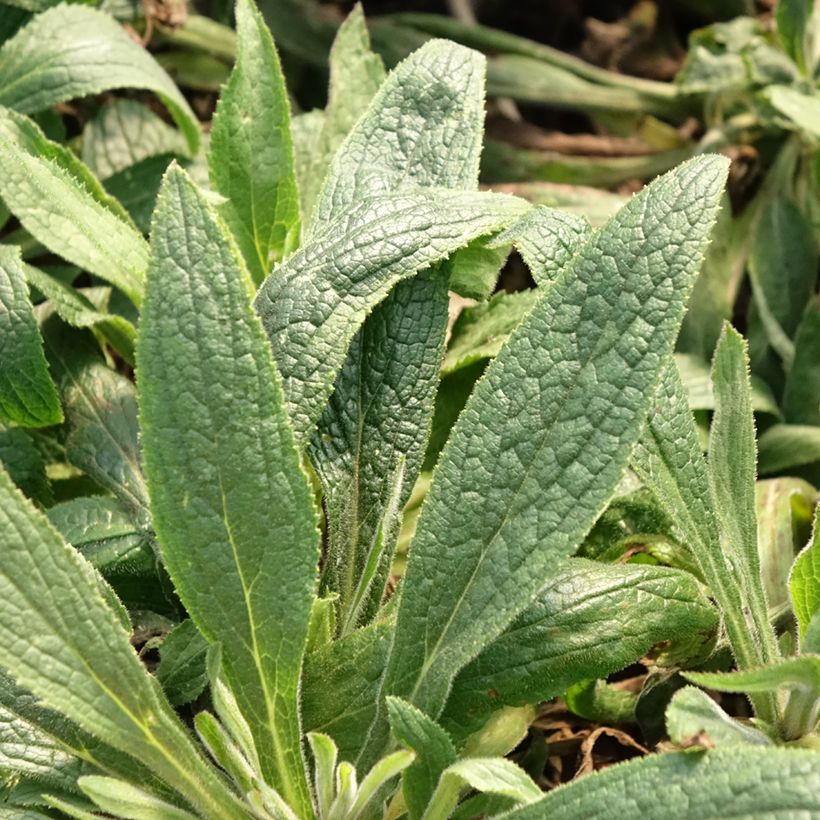 Digiplexis Illumination Raspberry - Digitalis hybride  (Foliage)
