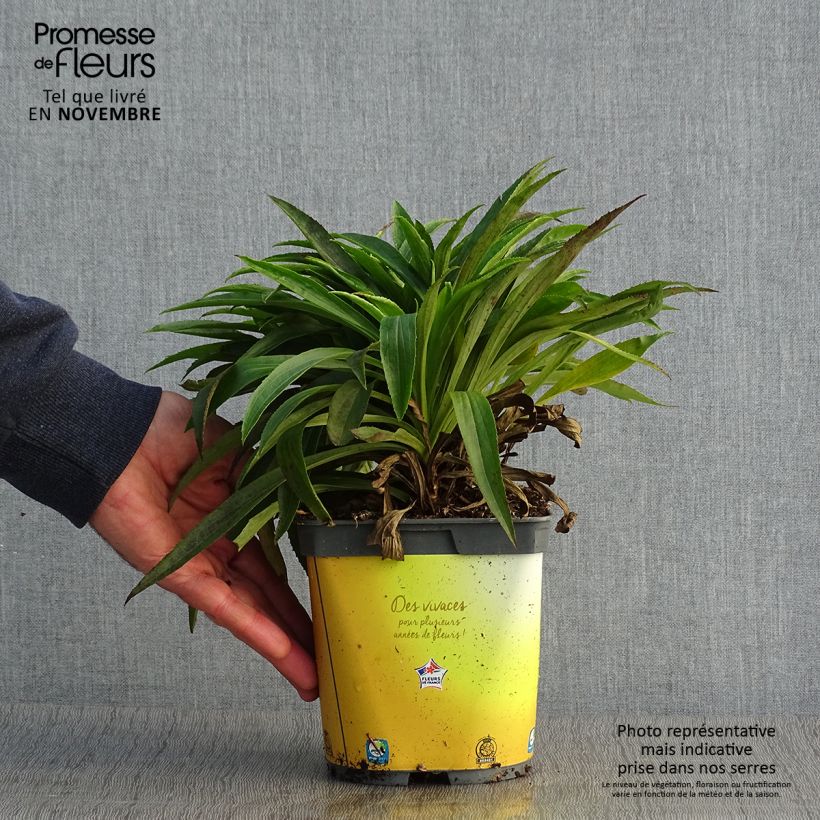 Spécimen de Digitale - Digitalis hybride Goldcrest Pot de 1,5L/2L tel que livré en automne