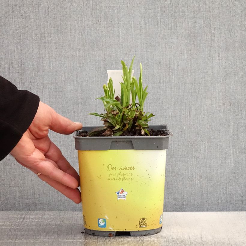 Example of Digitale - Digitalis hybride Goldcrest Pot de 1,5L/2L as you get in printemps