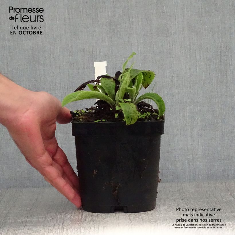 Spécimen de Digitale de Merton- Digitalis mertonensis Pot de 2L/3L tel que livré en automne