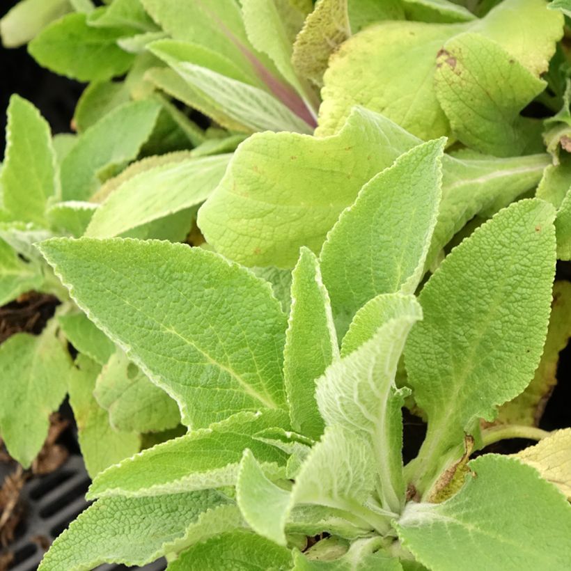 Digitale - Digitalis purpurea Monstrosa  (Feuillage)