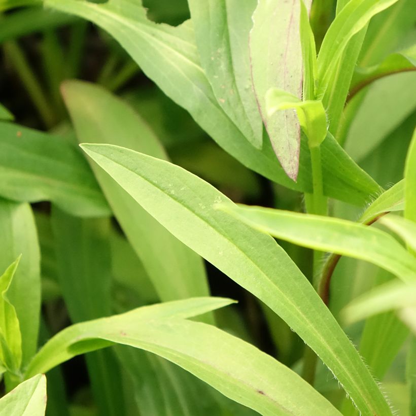 Digitale laineuse Café Crème - Digitalis lanata (Feuillage)