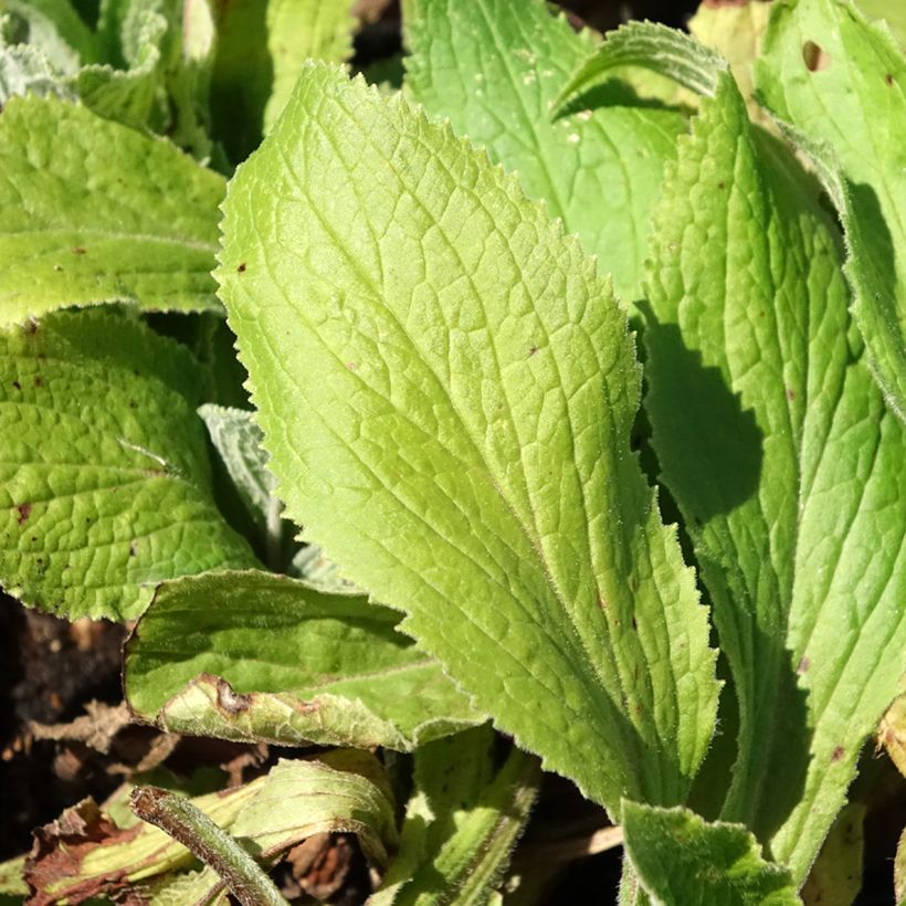 Digitale mertonensis Summer King (Foliage)
