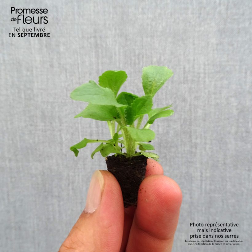 Example of Digitale mertonensis Summer King Mini-motte Ø 1,5/2,5 cm as you get in automne