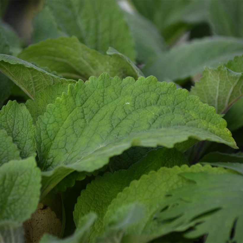 Digitale purpurea Pam's Choice - Gant de notre-dame (Foliage)