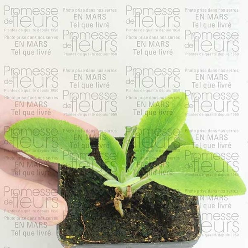 Example of Digitale purpurea Pam s Split Godet de 8/9 cm as you get