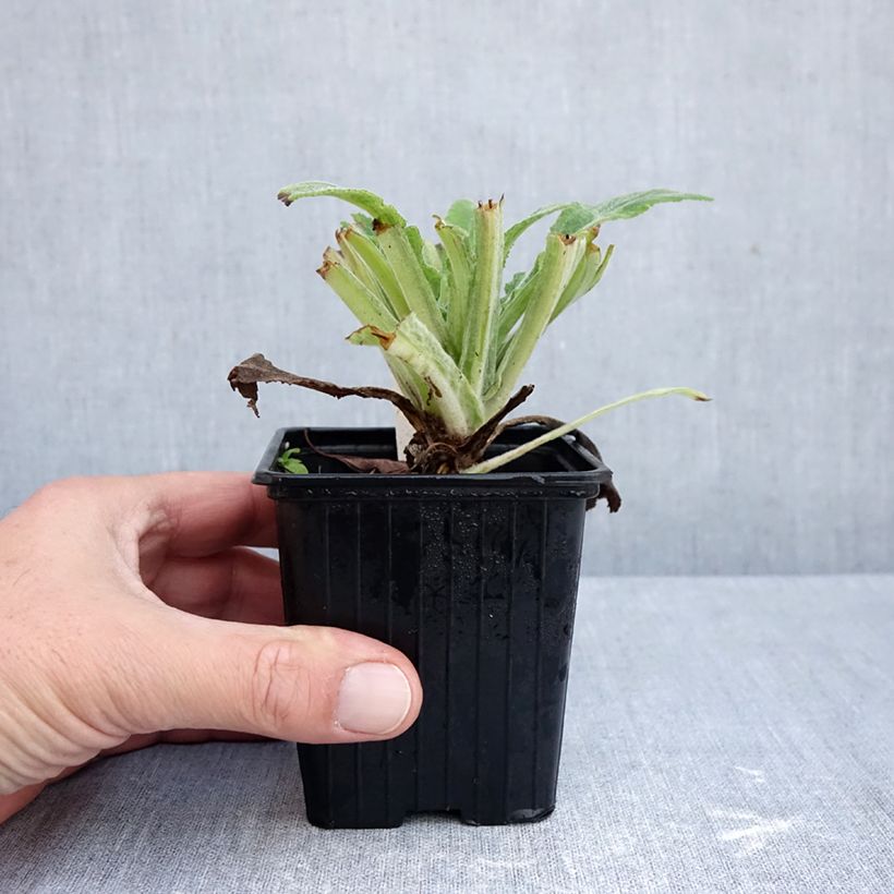 Spécimen de Digitalis Apple Blossom - Digitale Godet de 8/9 cm tel que livré en automne