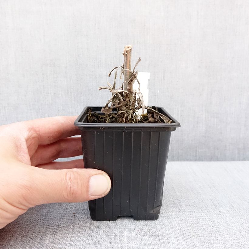 Example of Digitalis Apple Blossom - Digitale Godet de 8/9 cm as you get in hiver