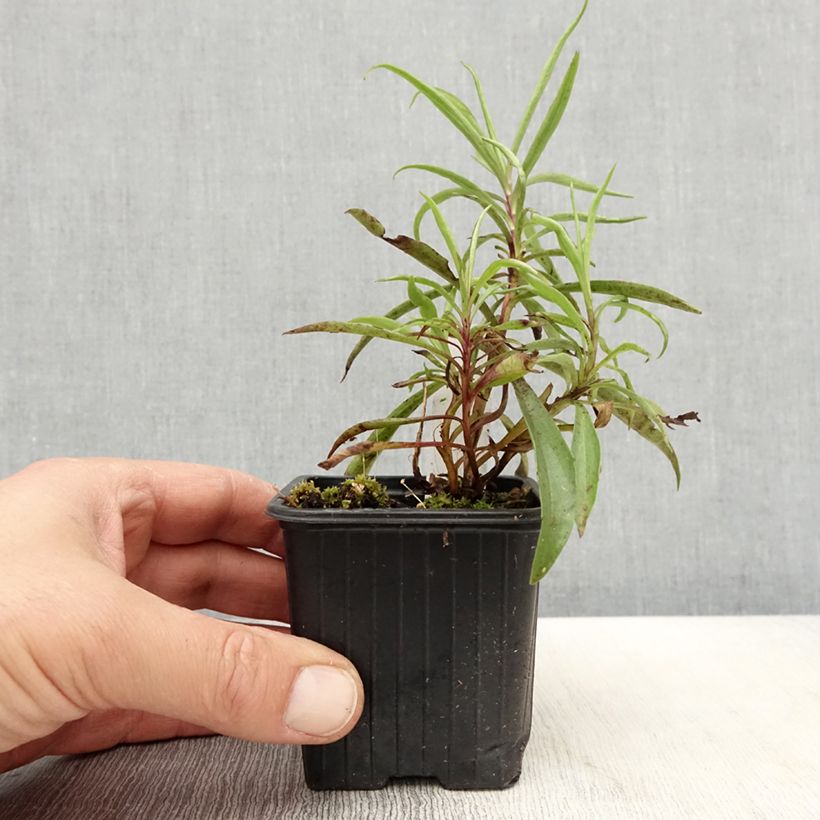 Example of Digitalis obscura - Digitale obscure   Godet de 8/9 cm as you get in printemps