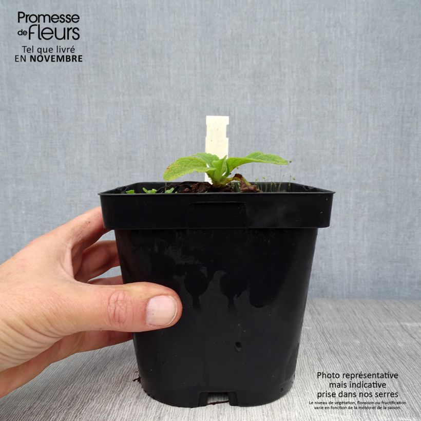 Spécimen de Digitalis purpurea Alba - Digitale pourpre Blanche. Pot de 2L/3L tel que livré en automne