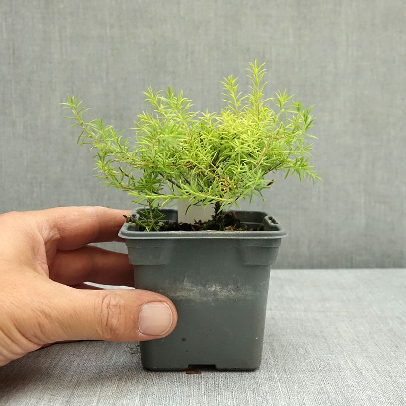 Spécimen de Diosma hirsuta Sunset gold - Diosmée hirsute. Godet de 8/9 cm tel que livré en été