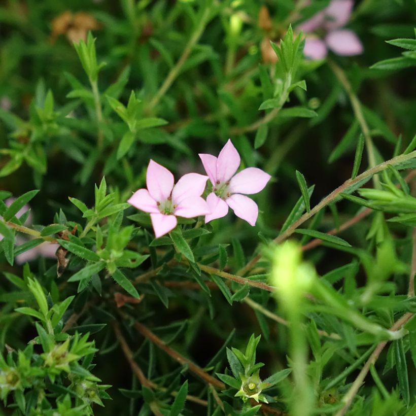 Diosma Pink Diamond (Floraison)