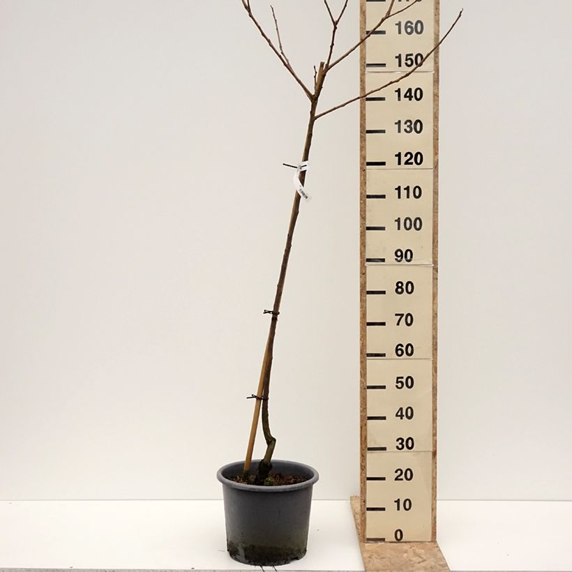 Spécimen de Diospyros kaki Fuyu - Plaqueminier - Kaki pomme Pot de 12L/15L, Demi-Tige tel que livré en hiver