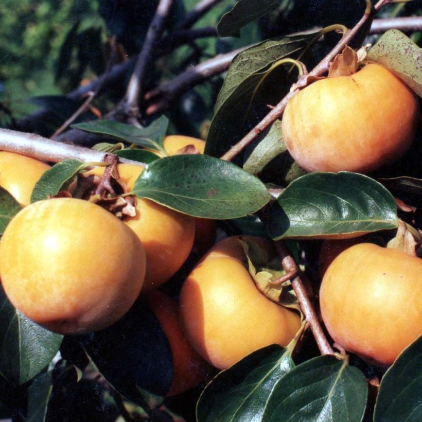 Plaqueminier, Kaki - Diospyros kaki Tipo (Harvest)