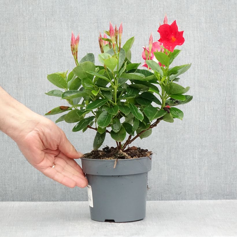 Example of Dipladénia BELLA Compact Red Pot de 10 cm/11cm as you get in printemps