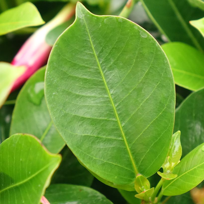 Dipladénia BELLA Compact Red (Foliage)
