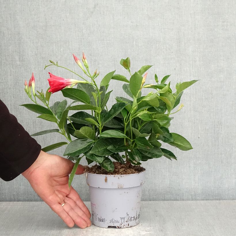 Spécimen de Dipladénia BELLA Compact Red Pot de 1L/1,5L tel que livré au printemps
