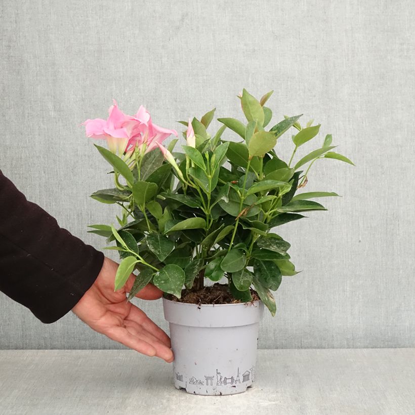 Spécimen de Dipladénia BELLA Pink Pot de 1L/1,5L tel que livré au printemps