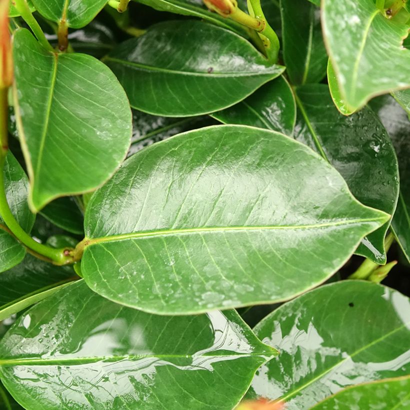 Dipladénia BELLA Pink Star (Foliage)