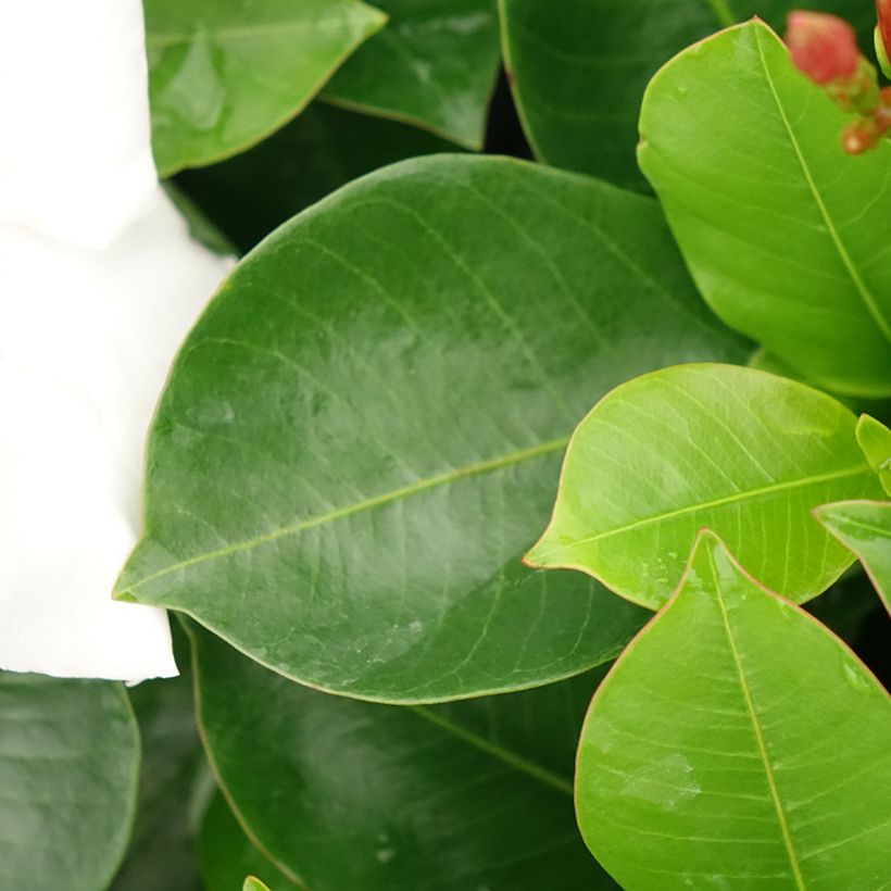 Dipladénia BELLA White (Feuillage)