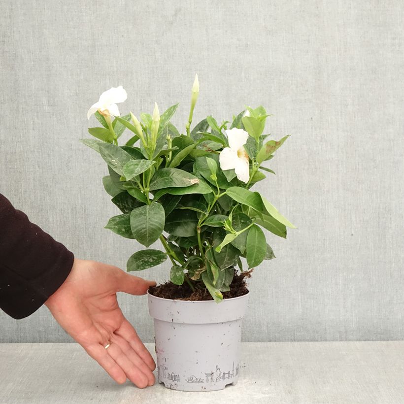Spécimen de Dipladénia BELLA White Pot de 1L/1,5L tel que livré au printemps