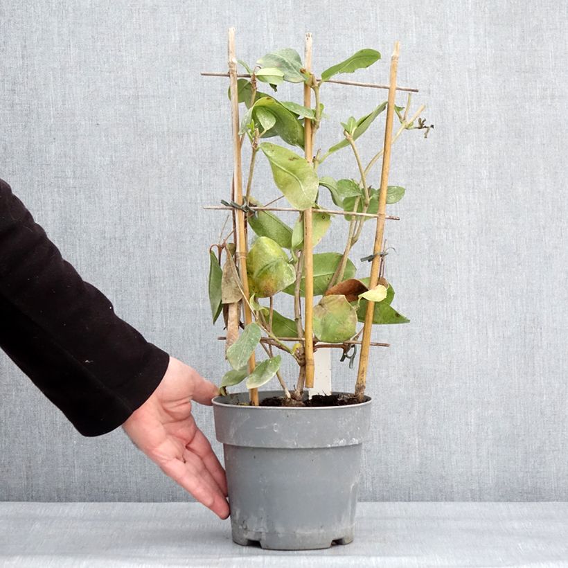 Spécimen de Dipladenia diamantina Agate mini Strawberry red - Mandevilla Pot de 1,5L/2L tel que livré en hiver