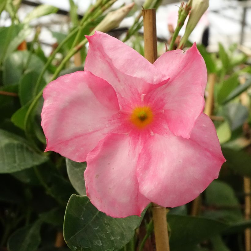 Dipladenia Diamantina Jade Rose (Floraison)