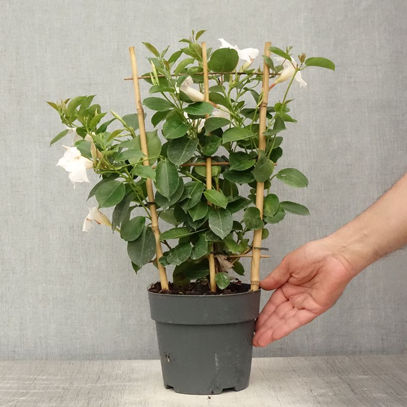 Spécimen de Dipladenia diamantina Jade XXL White - Mandevilla Pot de 1,5L/2L tel que livré en été