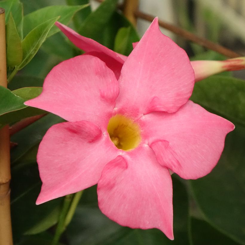 Dipladenia Diamantina Tourmaline fuchsia intense - Mandevilla (Flowering)
