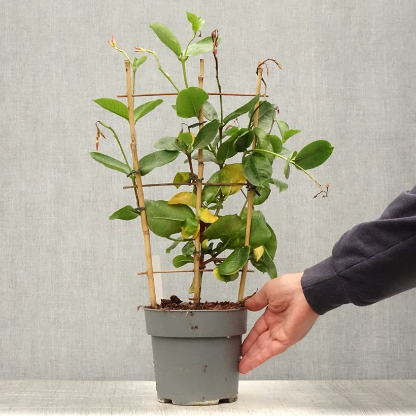 Example of Dipladenia Diamantina Tourmaline fuchsia intense - Mandevilla Pot de 1,5L/2L as you get in ete