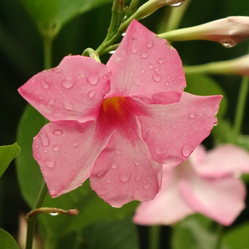 Dipladenia Diamantina Tourmaline Pink - Mandevilla (Floraison)