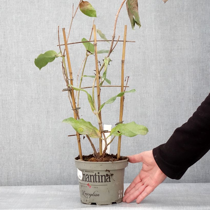 Spécimen de Dipladenia Diamantina Tourmaline Pink - Mandevilla Pot de 1,5L/2L tel que livré en hiver