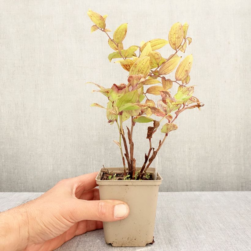 Spécimen de Disporum megalanthum - Cloche des fées Godet de 8/9 cm tel que livré en automne