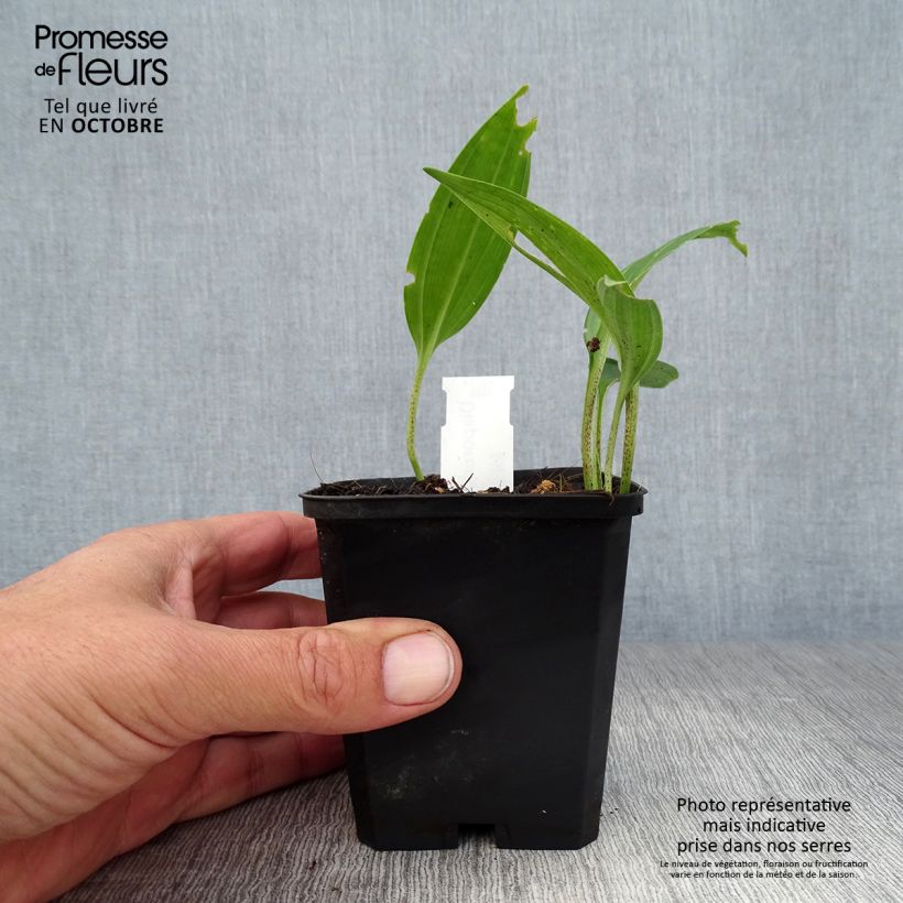 Spécimen de Disporum sessile - Cloche des fées du Japon Godet de 8/9 cm tel que livré en automne