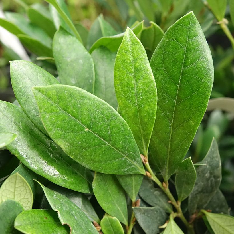 Distylium Coppertone (Feuillage)