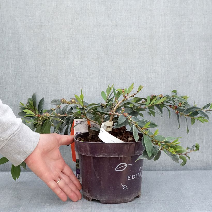 Example of Distylium Vintage Jade Pot de 2L/3L as you get in printemps