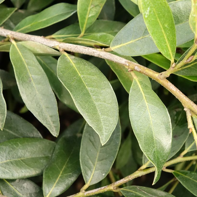 Distylium Vintage Jade (Foliage)