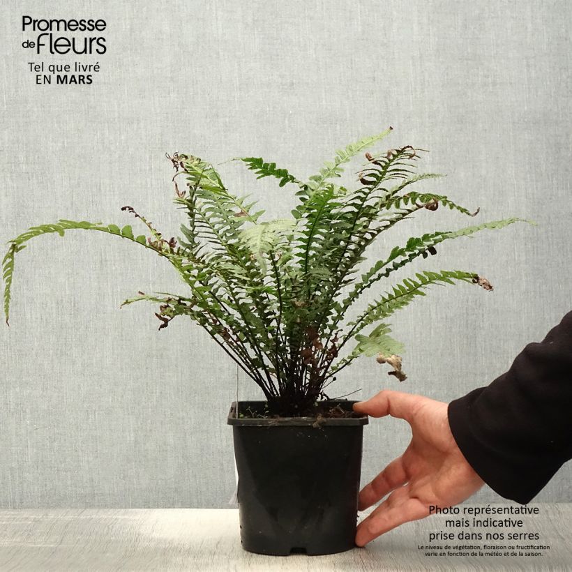 Example of Doodia aspera Rough Ruby - Fougère rugueuse Pot de 2L/3L as you get in printemps